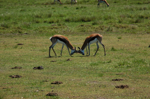 Südafrika281