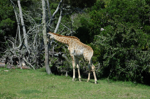 Südafrika295