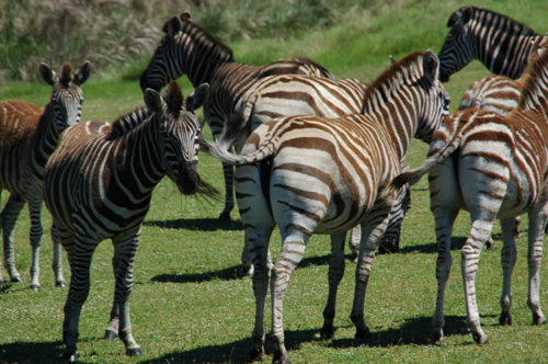 Südafrika299