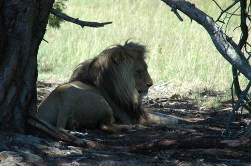 Südafrika321